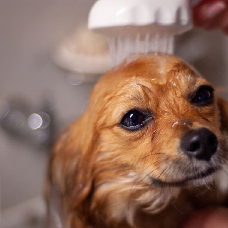 A small dog being washed under a shower head