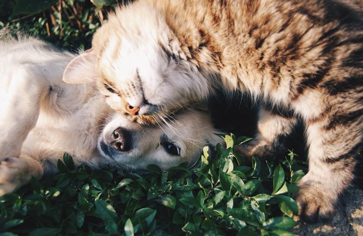 A dog and a cat resting together in the grass