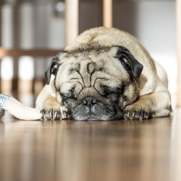 A pug asleep beside its toy